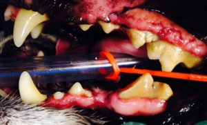 DentalAdamBefore