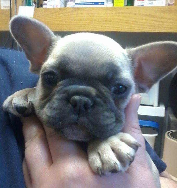 french bulldog newfoundland