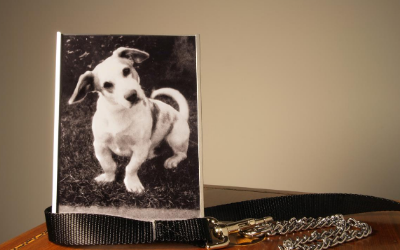 image for September 13th is National Pet Memorial Day