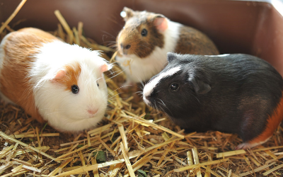Guinea pig sales hospital